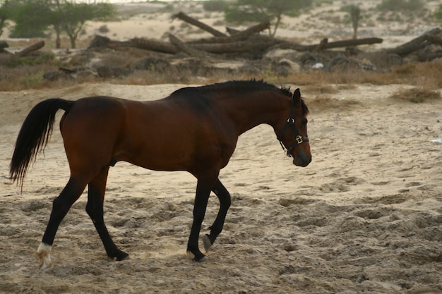 O cavalo árabe é uma raça de cavalo que se originou na Península Arábica