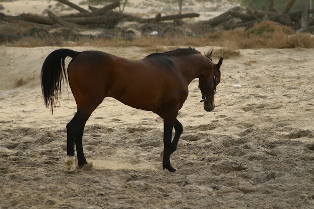 O cavalo árabe é uma raça de cavalo que se originou na Península Arábica