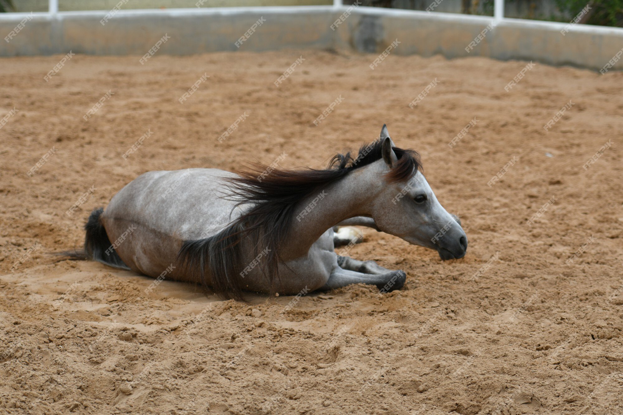 Quanto vale um cavalo? Raça Árabe – Animal Business Brasil