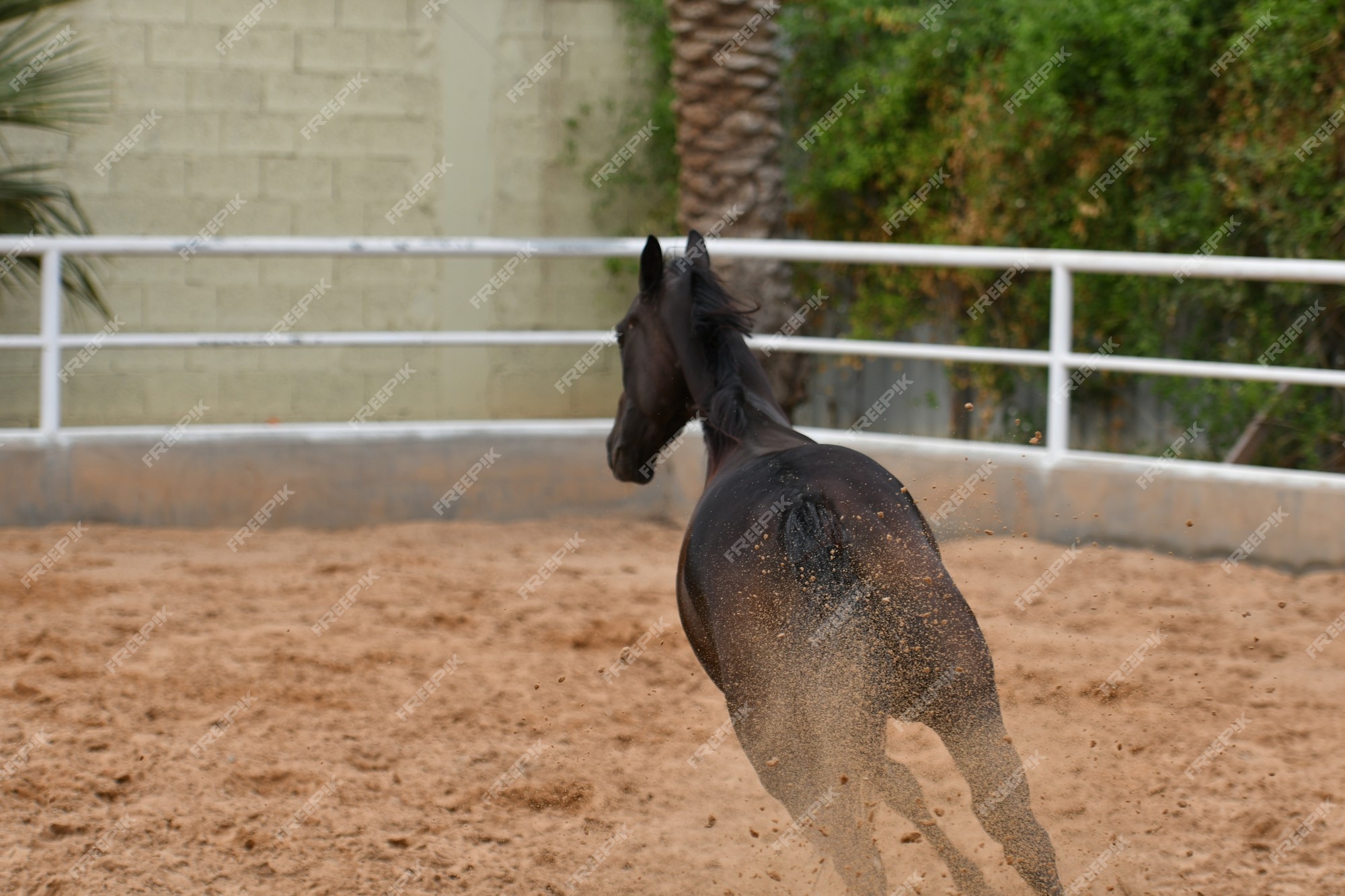 Quanto vale um cavalo? Raça Árabe – Animal Business Brasil