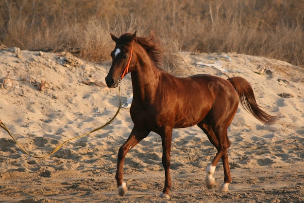 O cavalo árabe é uma raça de cavalo que se originou na Península Arábica