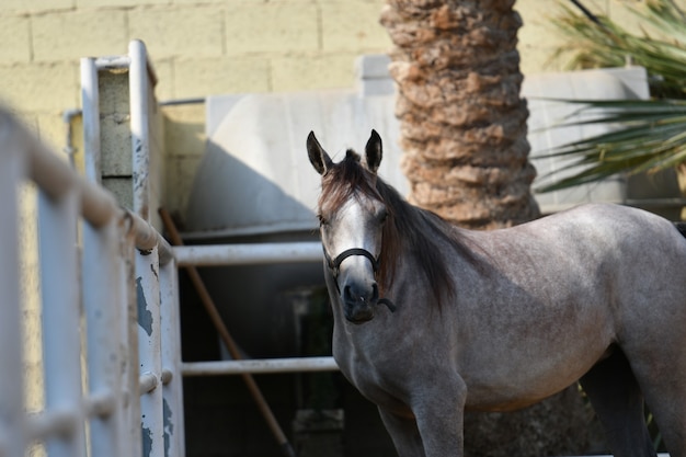 O cavalo árabe é uma raça de cavalo que se originou na Península Arábica