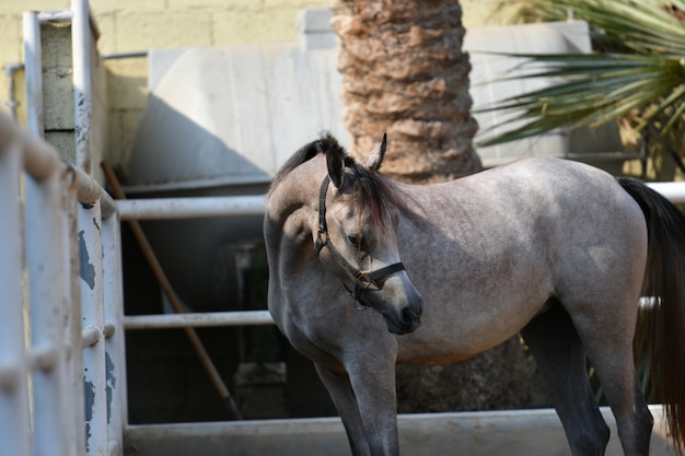 O cavalo árabe é uma raça de cavalo que se originou na Península Arábica