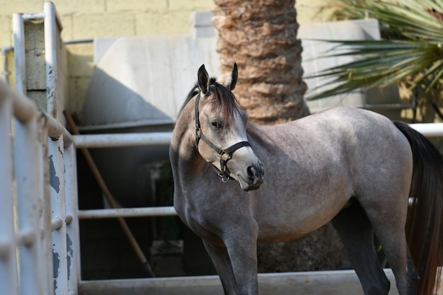 O cavalo árabe é uma raça de cavalo que se originou na Península Arábica