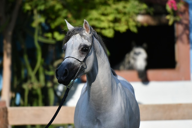 O cavalo árabe ou árabe é uma raça de cavalo que se originou na Península Arábica