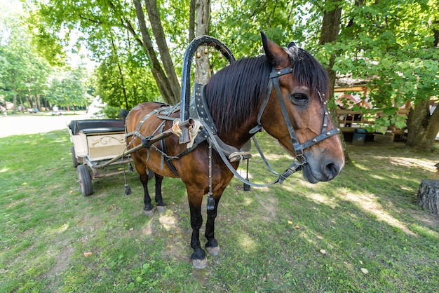 O cavalo atrelado à carroça no verão