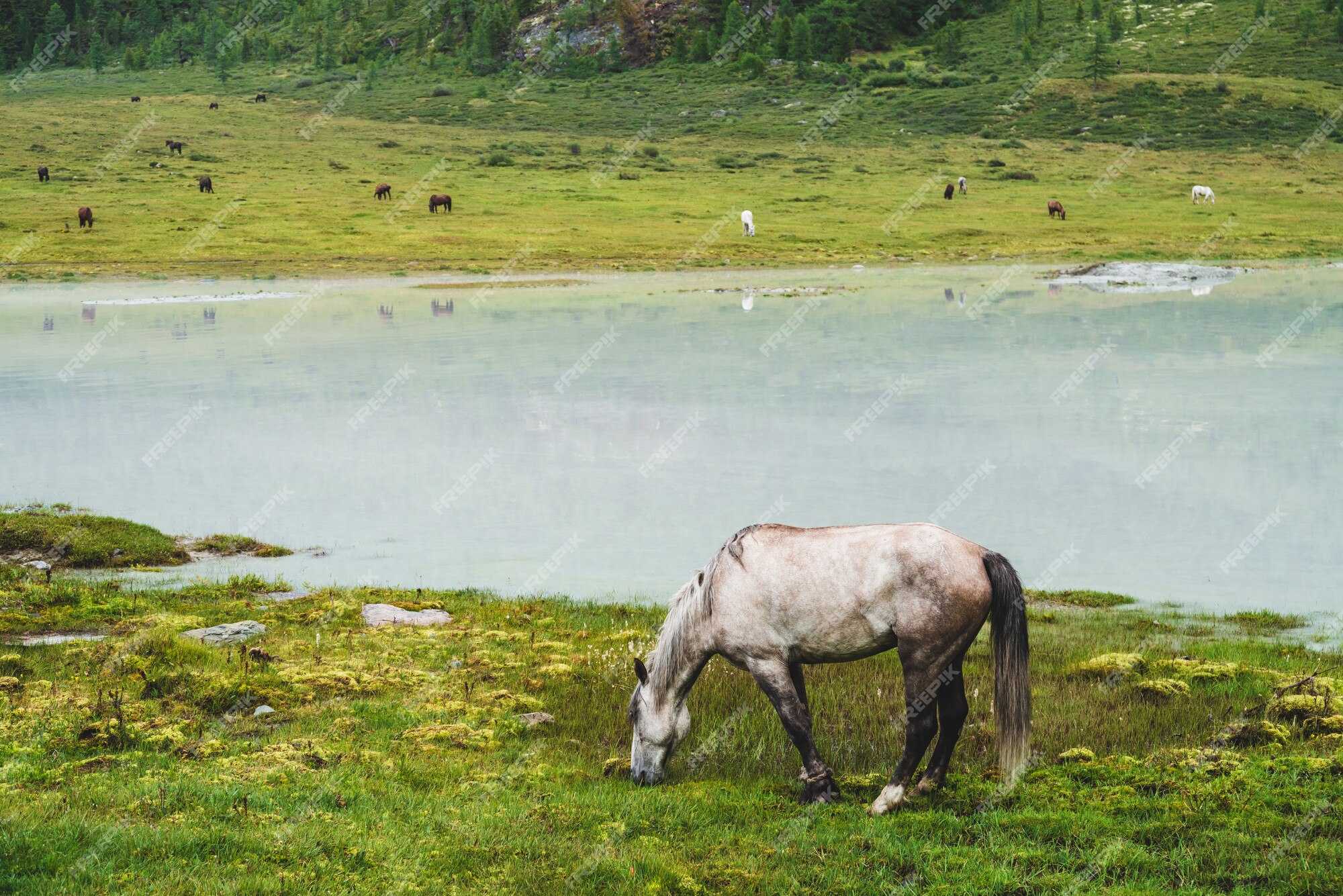 Cavalos têm triste fim nos matadouros - Vegazeta