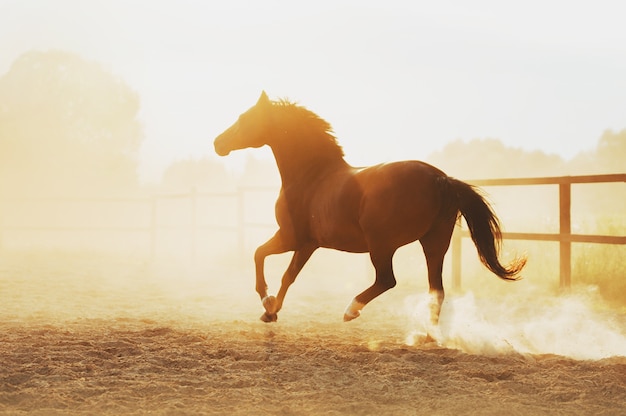 O cavalo corre em pili contra o pôr do sol. força de um cavalo a galope.