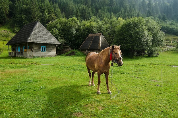 O cavalo da baía pasta nas montanhas