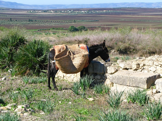 O cavalo em ruínas romanas em Volubilis Marrocos