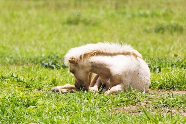 O cavalo está a dormir.