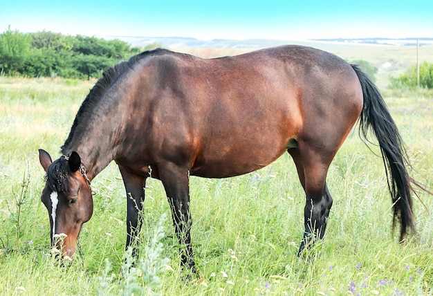 O cavalo fica e pasta no campo no contexto da natureza