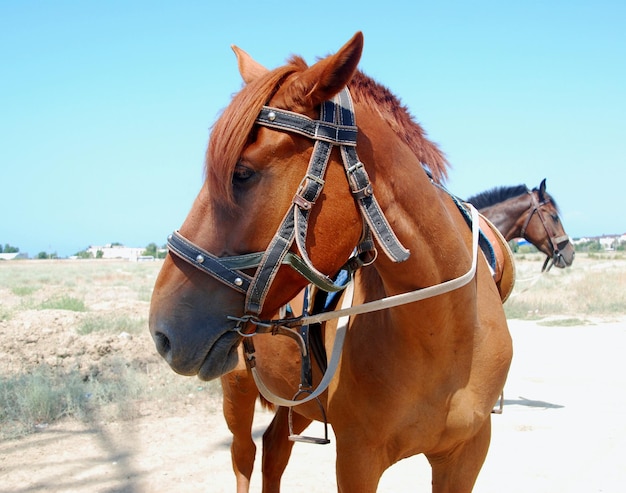 Foto o cavalo no fundo da aldeia