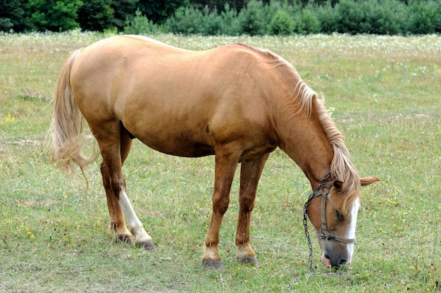 O cavalo no pasto