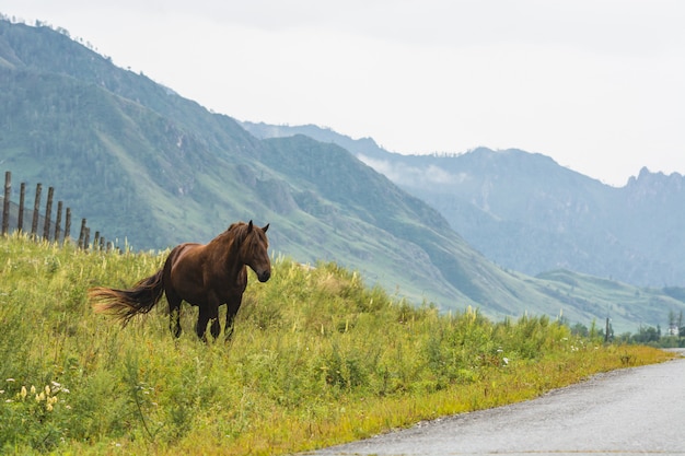 O cavalo pasta no gramado em montanhas enevoadas sob o céu nebuloso.