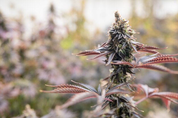 O CBD de maconha medicinal cresce Close up Plantas maduras de maconha crescendo em estufas prontas para a colheita