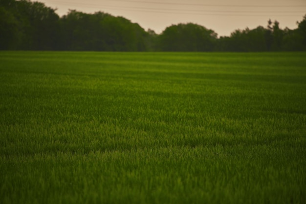 O cenário rural reflete a conexão entre a natureza e a agricultura O campo verde se estende ao longe formando o pano de fundo da foto do campo verde vibrante na primavera