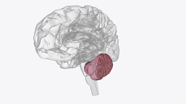 O cerebelo é uma característica principal do cérebro traseiro de todos os vertebrados