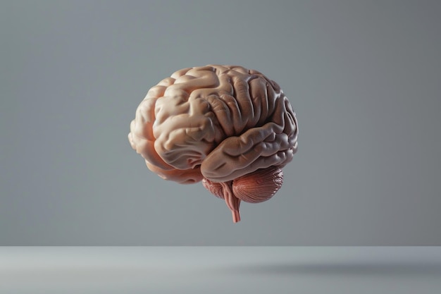 O cérebro humano a flutuar sobre um fundo cinzento. Um conceito alucinante.