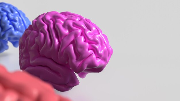 O cérebro multicolor em fundo branco renderização 3D