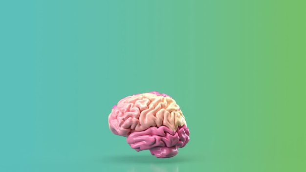O cérebro rosa para educação ou conceito criativo renderização 3D
