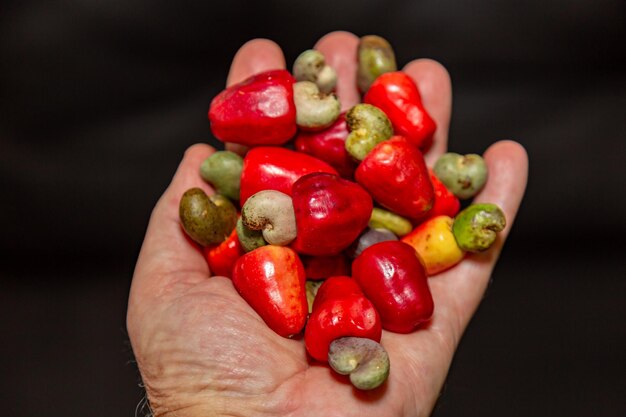 Foto o cerrado cajuzinho anacardium humile também conhecido como cajuzinhodocampo ou cajui brasileiro wi