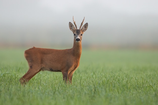 O cervo bode observando em campo verde na névoa matinal