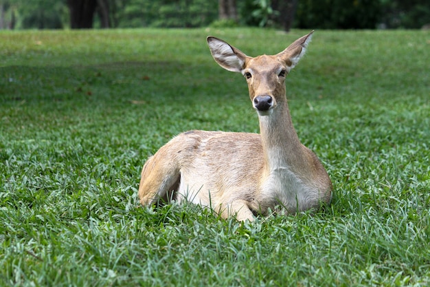 O cervo fêmea é sentar e descansar no jardim na Tailândia