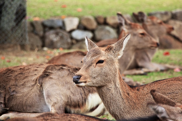 O cervo no parque de nara, japão