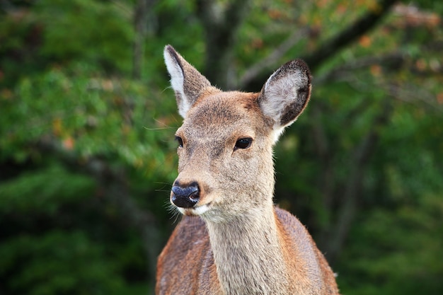 O cervo no parque de Nara, Japão