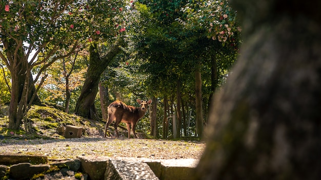 O cervo Sika vive livremente em um parque japonês de Nara. Um jovem Cervus nipônico selvagem durante a primavera. Atração turística do Japão. Parques naturais do mundo.