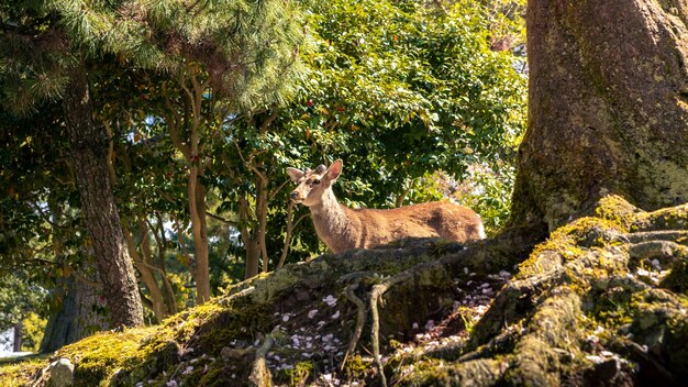 O cervo Sika vive livremente em um parque japonês de Nara. Um jovem Cervus nipônico selvagem durante a primavera. Atração turística do Japão. Parques naturais do mundo.