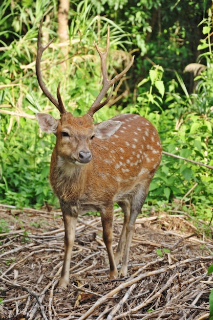 O cervo Sika