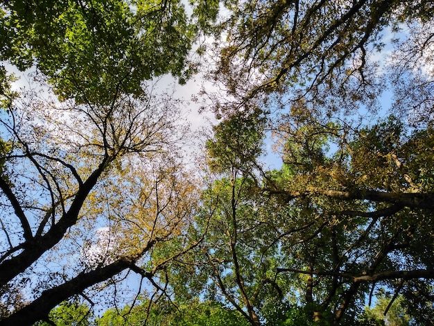 O céu na floresta no verão
