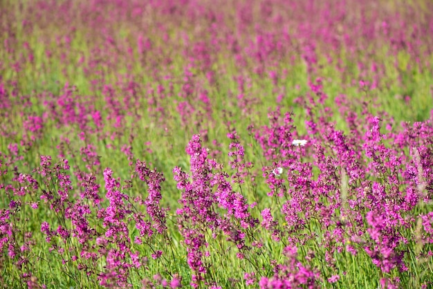 O chá Ivan floresce em um prado entre a floresta em um dia ensolarado em junho, lindas flores silvestres no fundo da natureza do verão