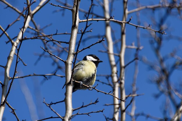 O chapim azul da Eurásia Cyanistes caeruleus é um pequeno pássaro passeriforme da família dos chapim Paridae É facilmente reconhecível por sua plumagem azul e amarela e tamanho pequeno