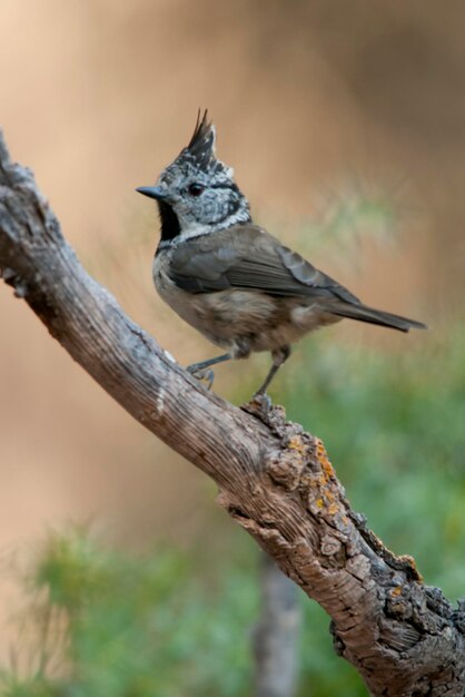 O chapim azul é uma espécie de ave passeriforme da família paridae