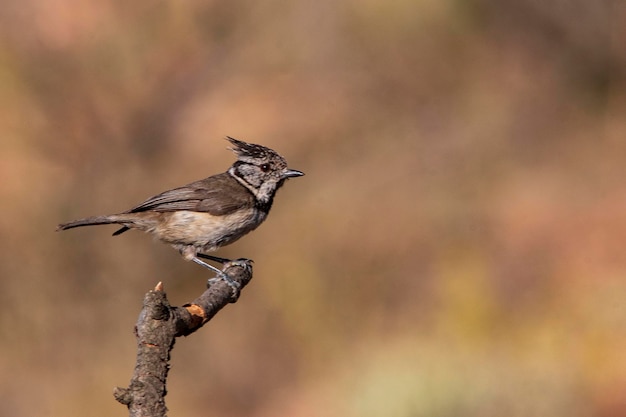 O chapim azul é uma espécie de ave passeriforme da família paridae