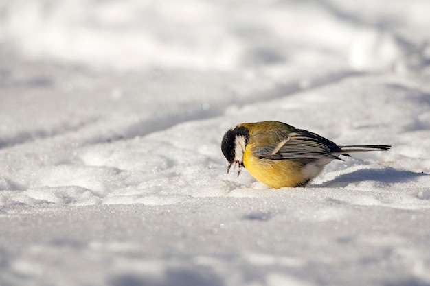 O chapim está procurando comida na neve