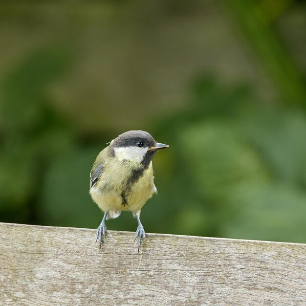 O chapim-real Parus major O chapim-azul da Eurásia é uma pequena ave passeriforme da família do chapim Paridae A ave é facilmente reconhecível pela sua plumagem azul e amarela