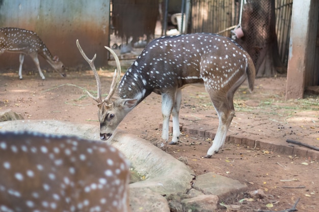 O chital ou cheetal também conhecido como cervo-malhado ou cervo-eixo que vive no zoológico da Tailândia