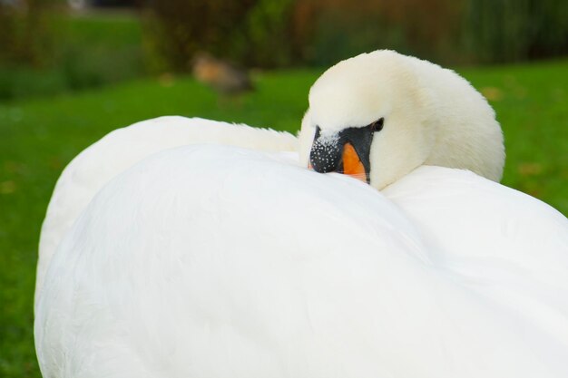 O cisne branco colocou a cabeça na asa e descansa no parque