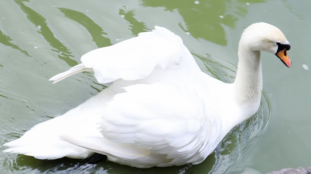 Foto o cisne branco é uma ave do gênero dos cisnes da família dos patos, que tem plumagem branca no verão em um lago ou lagoa.