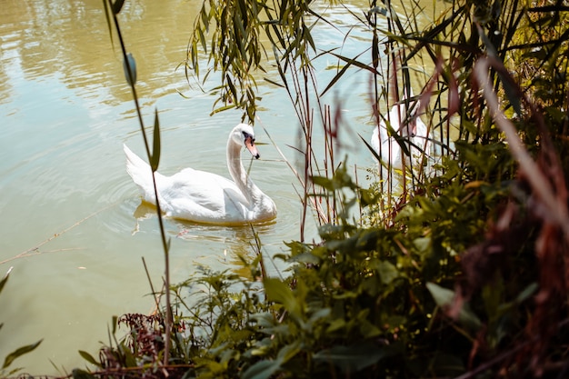 O cisne come junco na costa, os cisnes jantam