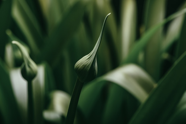 Foto o close up da flor em botão africana do lírio do agipanthus no verde borrado deixa o fundo.