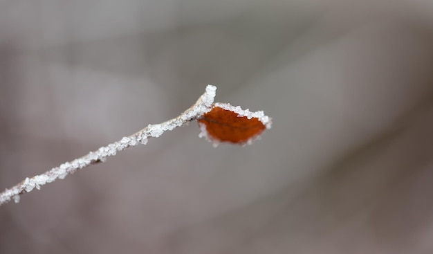 O close up da folha geada no macro do inverno pode ser usado como um fundo inteiro