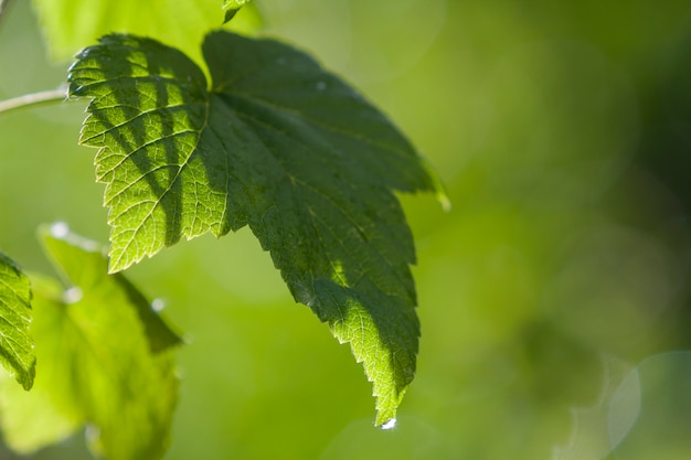 O close-up da groselha brilhante fresca brilhante grande grande deixa a incandescência na luz solar do verão na natureza verde-clara borrada. Beleza e proteção da natureza, agricultura e conceito de jardinagem.