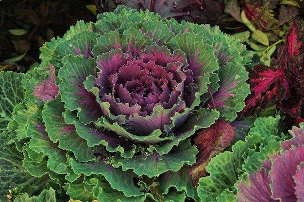 O close-up da planta fresca deixa o repolho roxo decorativo Brassica oleracea. saúde vegetal orgânica