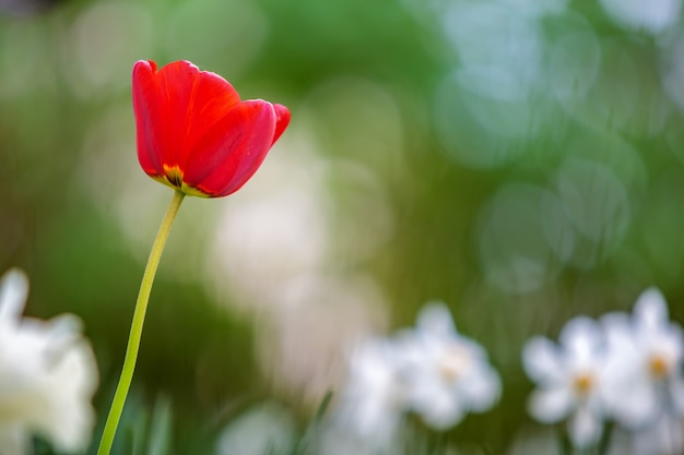 O close up da tulipa vermelha floresce a florescência no jardim da mola ao ar livre.