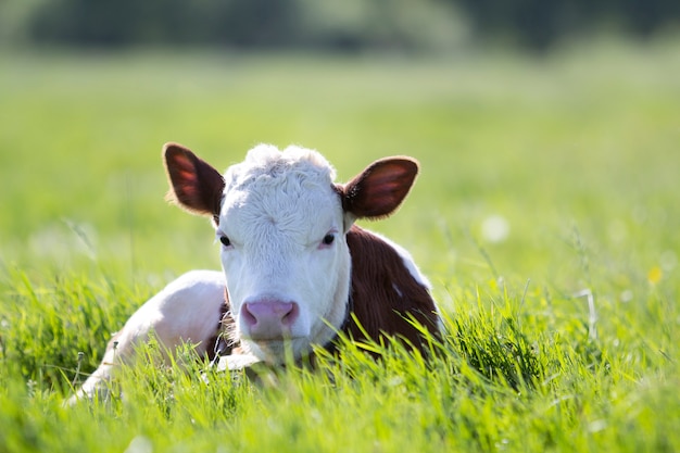 O close-up da vitela branca e marrom que coloca no campo verde iluminou-se pelo sol com grama fresca da mola no verde borrada. Conceito de produção de gado, criação, leite e carne.